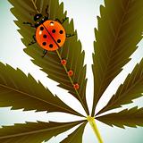 ladybugs on cannabis leaf