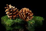 Green spruce branches and cones.