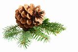 One pine cone with branch.