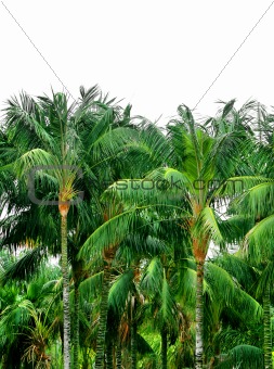 Tropical palm treetops