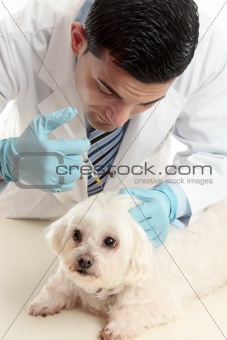 Vet inserting a needle syringe into pet