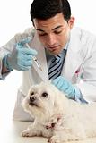 Vet medicating small dog needle