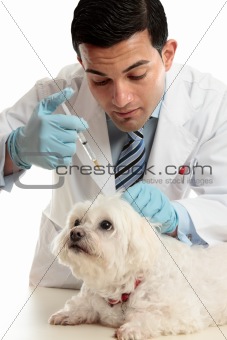 Vet medicating small dog needle