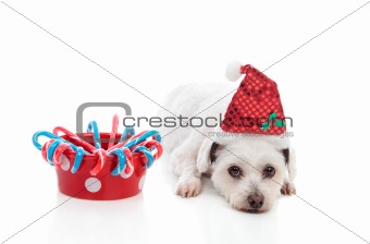 Cute dog with Christmas treats