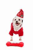 Dog wearing Santa Claus costume