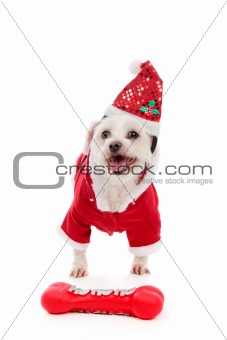 Dog wearing Santa Claus costume