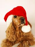 brown cocker spaniel with red christmas hat 2