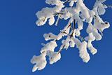 Beautiful snow-covered  twig 