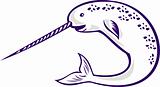 Narwhal Monodon monoceros unicorn whale