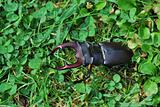 big stag beetle in the meadow