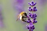 little bumblebee on lavender