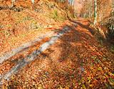 Autumn mountain dirty road