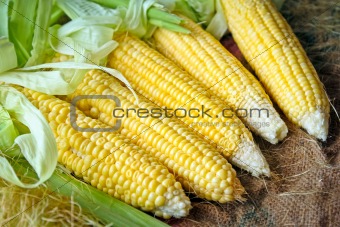 corn cob with green leaves
