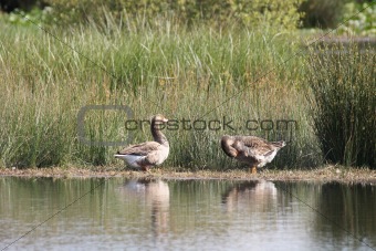 Couple of Greylag Goose