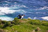 Atlantic Puffin spreading wings