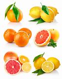 set fresh citrus fruits with cut