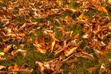 Carpet of leaves