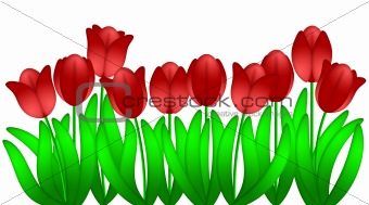 Row of Red Tulips Flowers Isolated on White Background