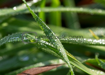 Rain drops on grass leaves
