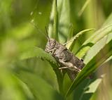 Gray grasshopper among a green grass