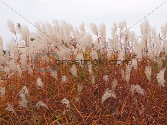 Dry reed