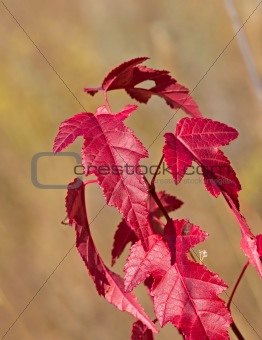 Branch of a maple with red leaves
