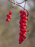 Brush of berries of taiga liana Schisandra chinensis