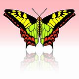 Beautiful tropical butterfly. Vector illustration.