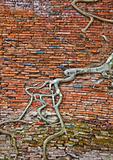  old brick wall and tree roots