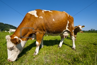 Grazing Cows 