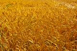 Wheat Field 