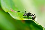 black ant in green nature