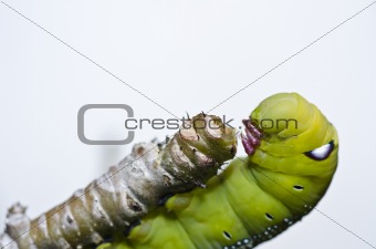 worm in green nature