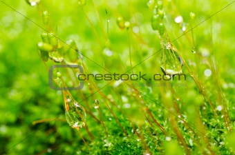 Fresh moss in green nature