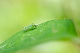 green mosquito in nature
