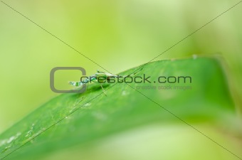 green mosquito in nature