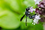 Black wasp in green nature or in garden