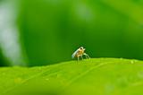 Aphid insect in green nature
