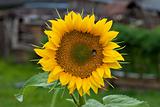 Sunflower during summer