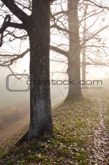 Linden tree trunks sunk in fog. Autumn trees alley