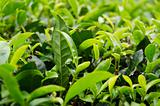Japanese green tea plant
