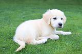 Golden retiever puppy 