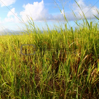 Sugar Cane fields of Saint Kitts