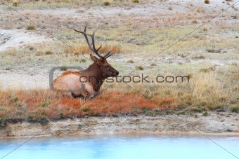 Bull Elk at Yellowstone