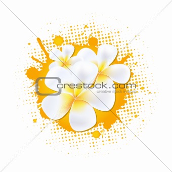 Flower Background With Frangipani