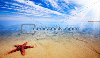 Starfish Paradise