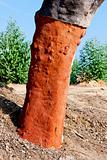 cork oak, Alentejo, Portugal