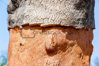 close up of cork oak, Alentejo, Portugal