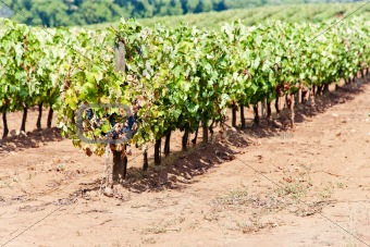 vineyars in Alentejo, Portugal