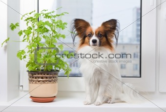 Dog and flower on window
